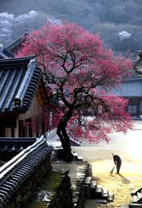 Pink cherry blossoms at temple