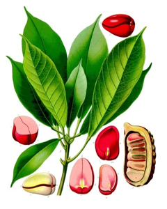 Cola – Wikipedia tiếng Việt