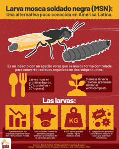 Black soldier fly larva