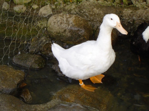 Anatre: Bianca di Allier