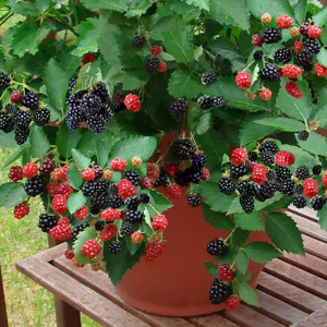 quốc gia MẠNG LƯỚI THỰC VẬT Freedom Thornless Blackberry (Rubus ...