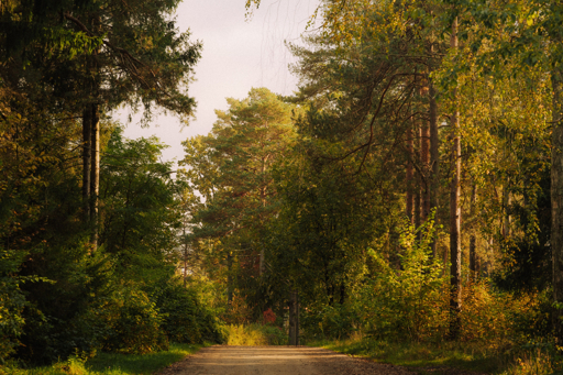 A sunlit path winding through a green forest