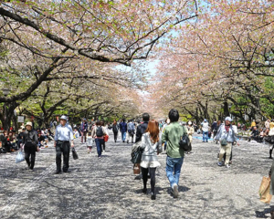 A month-by-month guide on the best time to visit Tokyo ...