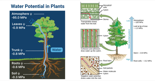 Water potential gradient in plants Educational diagram illustrating water potential gradients in plants showing values from atmosphere -95.0 MPa through leaves trunk roots to soil -0.3 MPa with detailed cross-sections of leaf stem and root structures depicting transpiration cohesion-adhesion and water movement via xylem