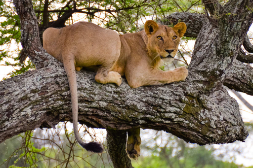 Tarangire lioness