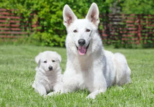 ホワイトシェパードの性格の特徴とは？飼い方やしつけのコツ ...