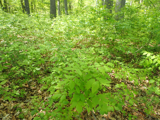 Natural forest regeneration with seedlings and saplings