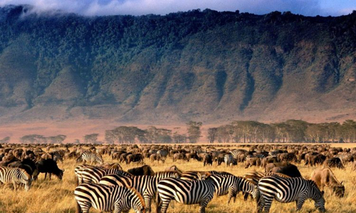 Zebras and wildebeest grazing in Ngorongoro Crater, Tanzania
