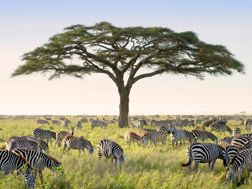 Serengeti acacia and zebras