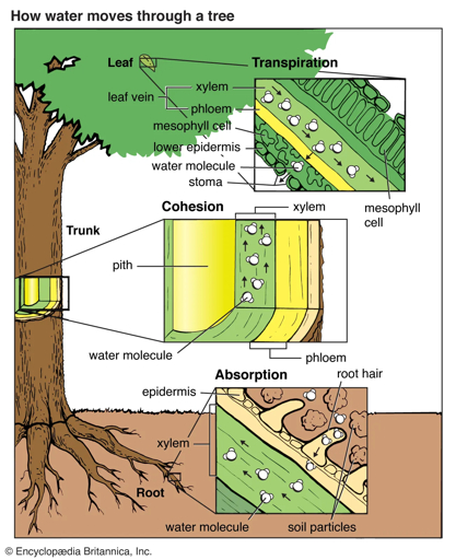 Water movement through plant from roots to leaves Labeled diagram from Encyclopaedia Britannica illustrating how water moves through tree showing transpiration in leaf cohesion in trunk xylem and absorption in root with water molecules soil particles and structures like xylem phloem stomata and root hairs