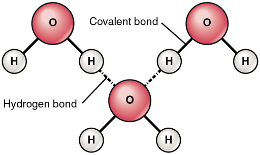 Diagram illustrating hydrogen bonding between three water molecules showing covalent bonds within each H2O molecule and dotted lines representing hydrogen bonds between oxygen of one molecule and hydrogen atoms of adjacent molecules