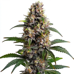 buy Godfather OG online