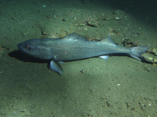 Groundfish swimming above a sandy seabed