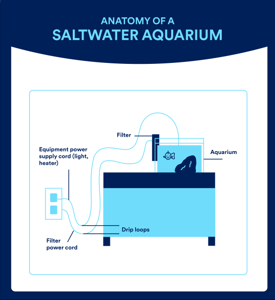 Setting Up a Saltwater Aquarium