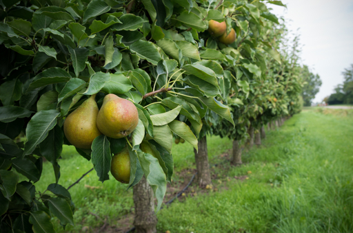 Verger et Arbres Fruitiers
