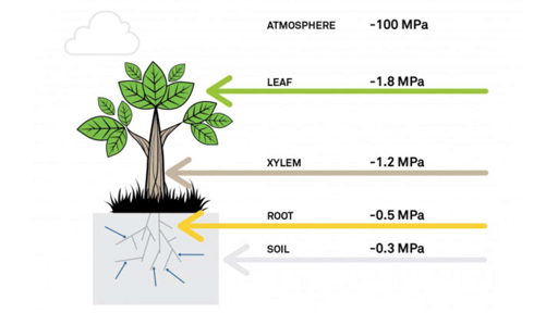 Water potential gradient SPAC Diagram illustrating the water potential gradient in a plant from soil through roots xylem and leaves to the atmosphere with values in MPa