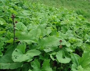 Kushta, Rễ Costus Ấn Độ (Saussurea lappa) - Thuộc tính ...