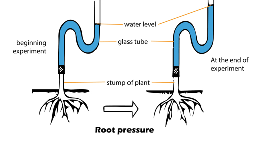 Root pressure experiment demonstration Diagram illustrating root pressure in plant physiology showing glass tube connected to plant stump with water levels at beginning and end of experiment demonstrating water rise due to root pressure