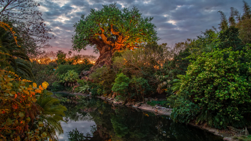 Tree of Life at Disney's Animal Kingdom