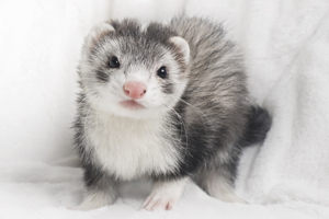 Ferrets For Sale