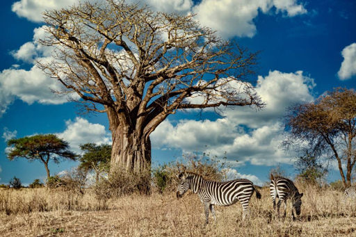 Tarangire landscape baobab