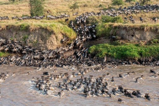 Wildebeest crossing a river during the Great Migration in the Serengeti