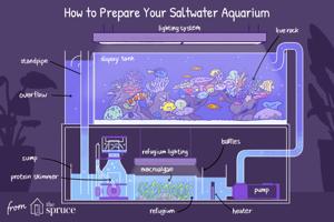 How to Set Up a Saltwater Aquarium