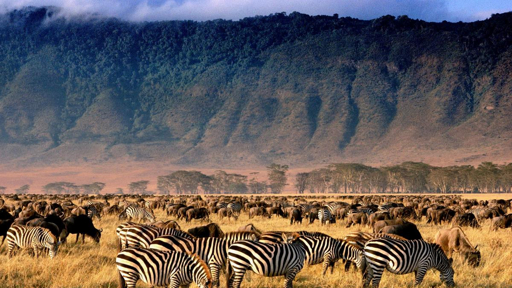 Ngorongoro zebras and wildebeest