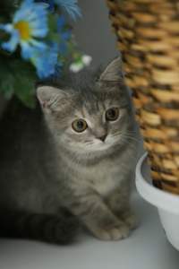 cat Q&A|Q. 고양이가 귀엽게 보이는 과학적 이유 4 > cat Q&A | 캣랩