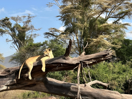 Ngorongoro lioness