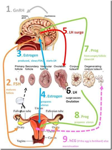 Vai trò của các hormone sinh sản trong quản lý Heo nái ...