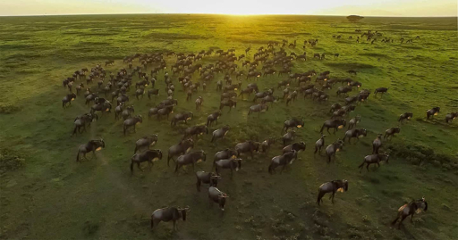 Aerial view of wildebeest herd on the Serengeti plains at sunset