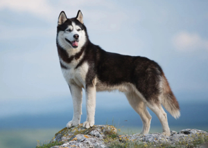Husky Infinity