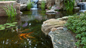 Tips Jaga Ekosistem Kolam Yang Sehat Agar Ikan Bahagia