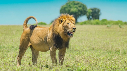 Male lion in the Serengeti, Tanzania