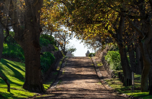 Kirstenbosch Walking Path