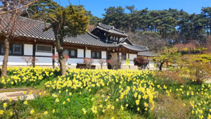 Korean hanok with daffodils