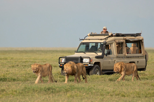 Lions on a game drive in the Serengeti, Tanzania