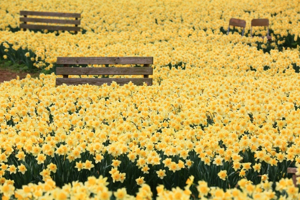 Daffodil field with benches