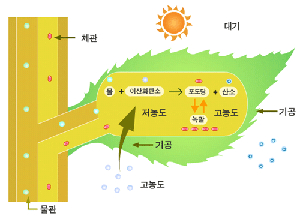 Plant photosynthesis diagram