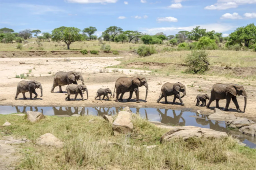 Elephant herd at a waterhole in Tarangire National Park