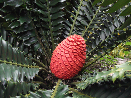 Female cone of Encephalartos ferox in Yercaud, Tamil Nadu, India