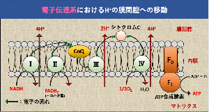 解決】電子伝達系とは？