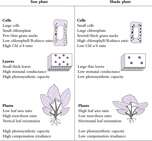 Forest canopy showing sun and shade plant adaptations at different light levels