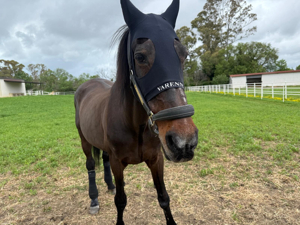 Varenne, la leggenda del trotto compie 30 anni