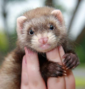 Ferrets as Pets