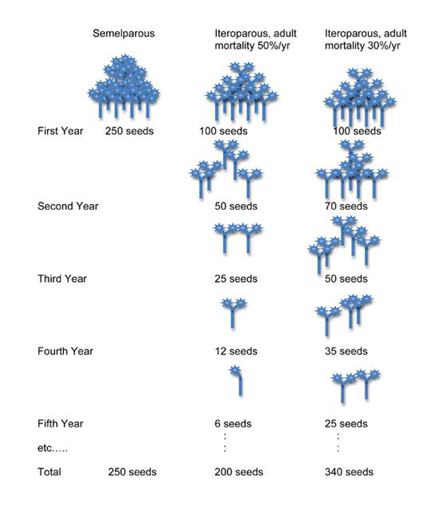 Semelparity vs iteroparity comparison Diagram comparing life cycles and seed production over years for semelparous reproduce once and die and iteroparous reproduce multiple times plants with two scenarios for iteroparity based on adult mortality rates showing decreasing seed output in semelparity and sustained output in iteroparity with totals at bottom
