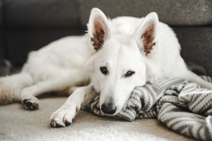 ホワイトシェパードはどんな犬種？特徴や気をつけたい病気など ...