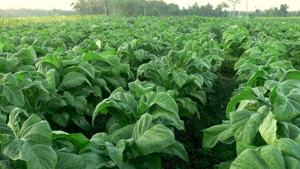 Darimana Asal Mula Tembakau?