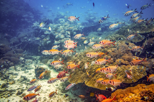 Zanzibar coral reef